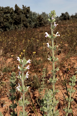 APII jpeg image of Salvia verbenaca  © contact APII