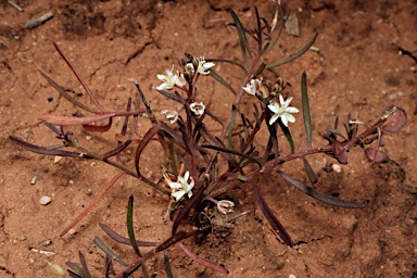 APII jpeg image of Lepidium phlebopetalum  © contact APII