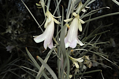 APII jpeg image of Eremophila oppositifolia subsp. oppositifolia  © contact APII