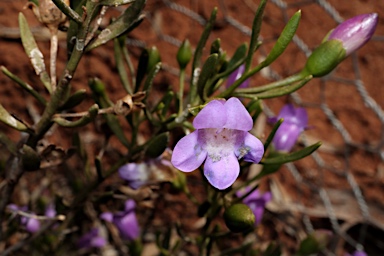 APII jpeg image of Eremophila drummondii  © contact APII