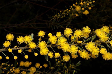 APII jpeg image of Acacia lineata  © contact APII