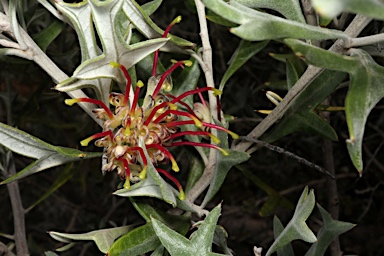 APII jpeg image of Grevillea ilicifolia subsp. ilicifolia  © contact APII