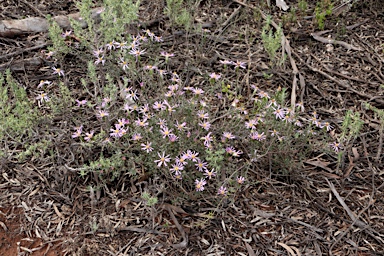 APII jpeg image of Olearia magniflora  © contact APII