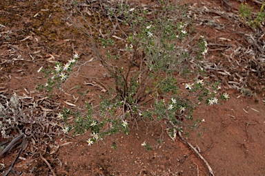 APII jpeg image of Olearia muelleri  © contact APII