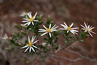 APII jpeg image of Olearia muelleri  © contact APII