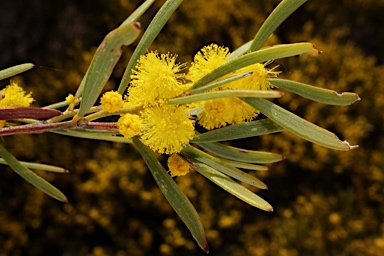 APII jpeg image of Acacia sclerophylla var. sclerophylla  © contact APII