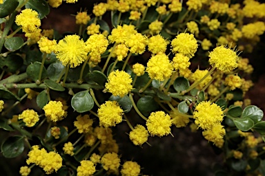 APII jpeg image of Acacia acinacea  © contact APII