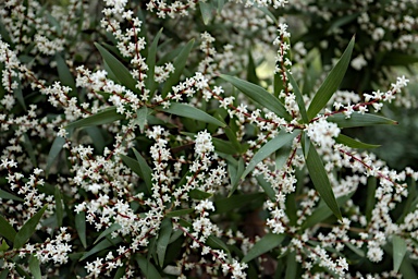 APII jpeg image of Leucopogon affinis  © contact APII