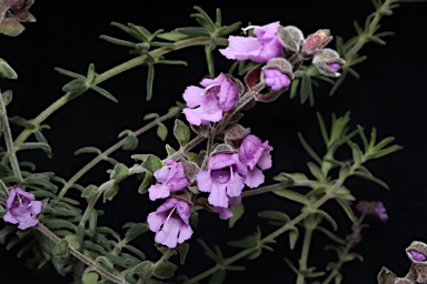 APII jpeg image of Prostanthera sp. Rowleys Creek (L.M.Copeland 4288)  © contact APII