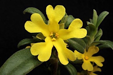 APII jpeg image of Hibbertia circinata  © contact APII