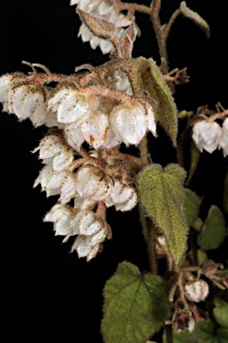 APII jpeg image of Lasiopetalum sp. Cordate-leaved (H.P.Vonow 810)  © contact APII