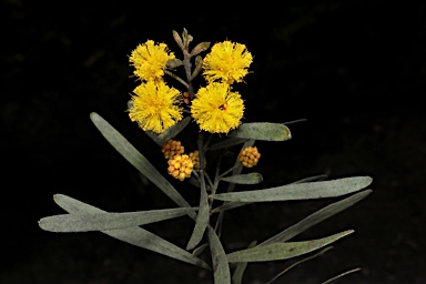 APII jpeg image of Acacia ixodes  © contact APII