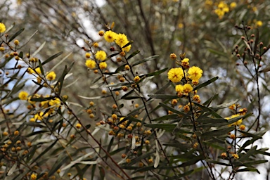 APII jpeg image of Acacia ixodes  © contact APII