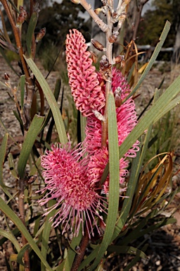 APII jpeg image of Hakea grammatophylla 'Ninbella Brilliance'  © contact APII