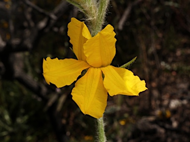 APII jpeg image of Goodenia glomerata  © contact APII