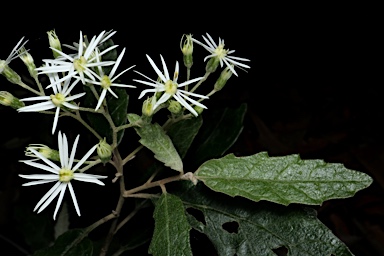 APII jpeg image of Olearia lirata  © contact APII