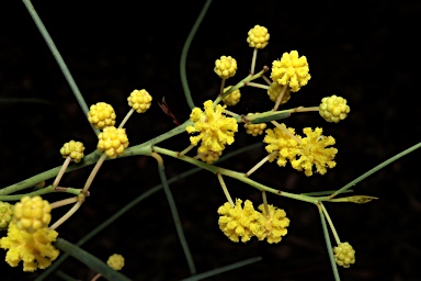 APII jpeg image of Acacia euthycarpa  © contact APII