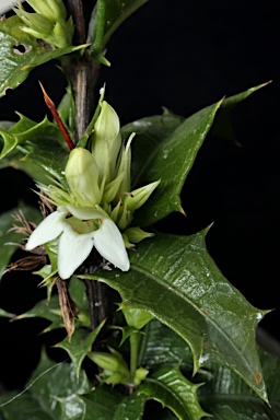 APII jpeg image of Graptophyllum reticulatum  © contact APII