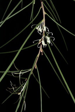 APII jpeg image of Hakea lissosperma  © contact APII