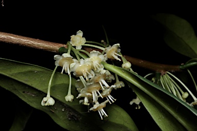 APII jpeg image of Actephila grandifolia  © contact APII