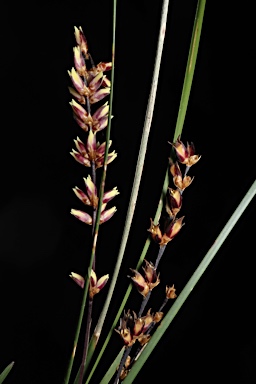 APII jpeg image of Lomandra confertifolia subsp. leptostachya  © contact APII
