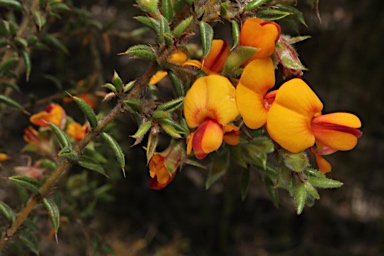 APII jpeg image of Pultenaea spinosa  © contact APII