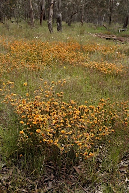 APII jpeg image of Pultenaea subspicata  © contact APII