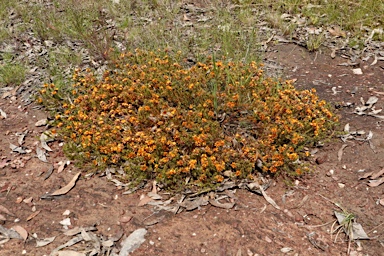 APII jpeg image of Pultenaea subspicata  © contact APII