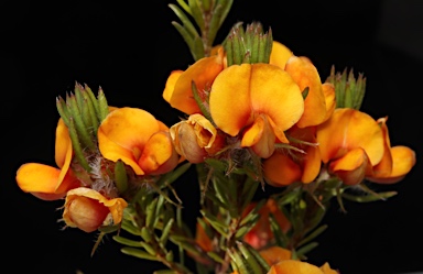 APII jpeg image of Pultenaea subspicata  © contact APII