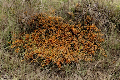 APII jpeg image of Pultenaea subspicata  © contact APII