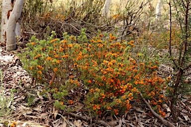 APII jpeg image of Pultenaea subspicata  © contact APII