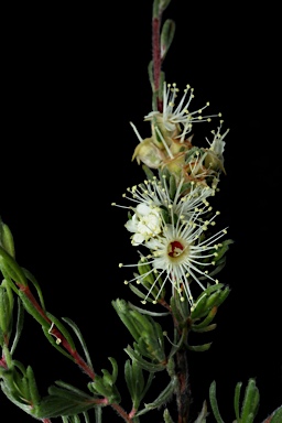 APII jpeg image of Kunzea sp.  © contact APII