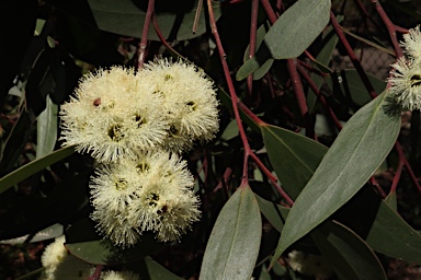 APII jpeg image of Eucalyptus burgessiana  © contact APII