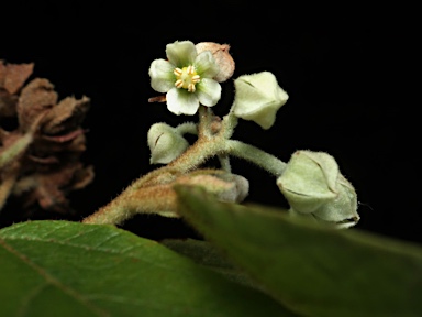 APII jpeg image of Seringia arborescens  © contact APII