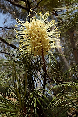 APII jpeg image of Grevillea whiteana  © contact APII