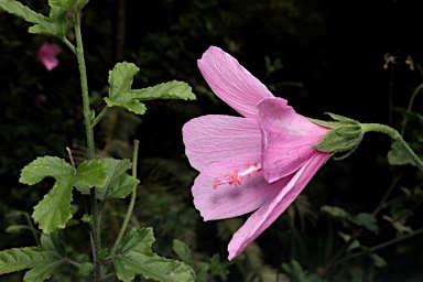 APII jpeg image of Hibiscus pedunculatus  © contact APII