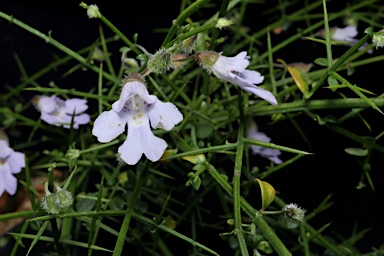 APII jpeg image of Prostanthera sejuncta subsp. sejuncta  © contact APII