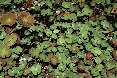 APII jpeg image of Marsilea cryptocarpa  © contact APII