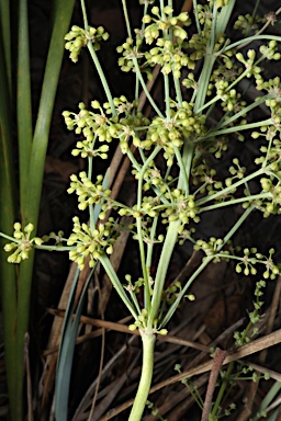 APII jpeg image of Lomandra decomposita  © contact APII