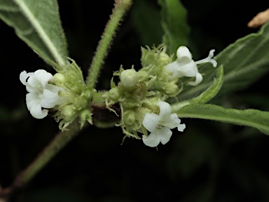 APII jpeg image of Psychotria sp. Danbulla (S.T.Blake 15262)  © contact APII