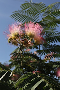 APII jpeg image of Albizia julibrissin  © contact APII