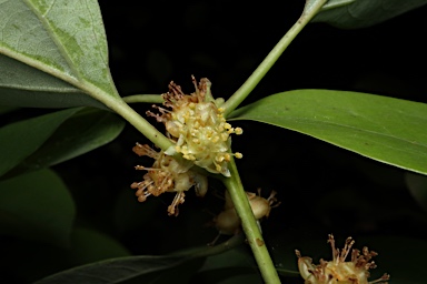 APII jpeg image of Neolitsea australiensis  © contact APII