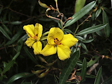 APII jpeg image of Labichea lanceolata subsp. brevifolia  © contact APII