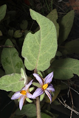 APII jpeg image of Solanum hapalum  © contact APII
