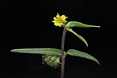 APII jpeg image of Eclipta platyglossa subsp. platyglossa  © contact APII