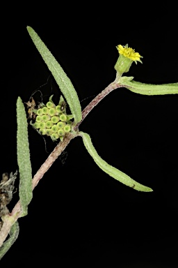 APII jpeg image of Eclipta platyglossa subsp. platyglossa  © contact APII