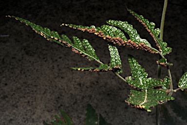 APII jpeg image of Tectaria brachiata  © contact APII
