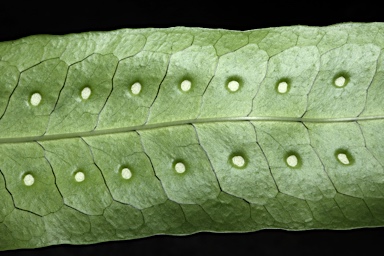 APII jpeg image of Microsorum membranifolium  © contact APII