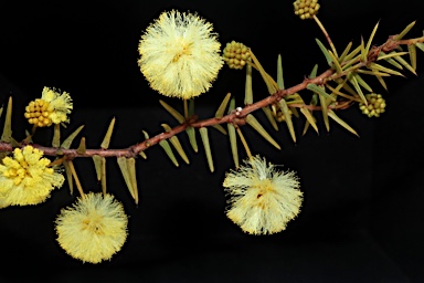 APII jpeg image of Acacia ulicifolia  © contact APII