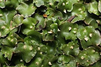 APII jpeg image of Lunularia cruciata  © contact APII